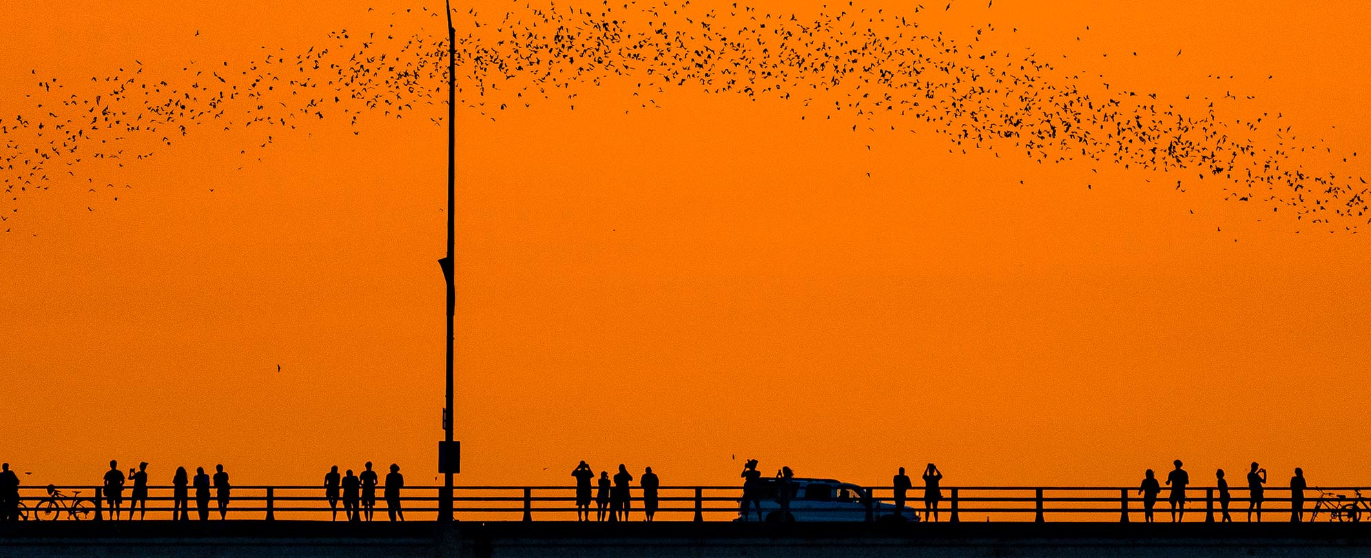 Bats fly across a red sky at morning in Austin, Texas.