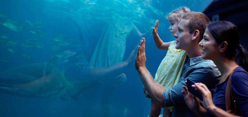 A family of three looks into a aquarium tank filled with fishes.