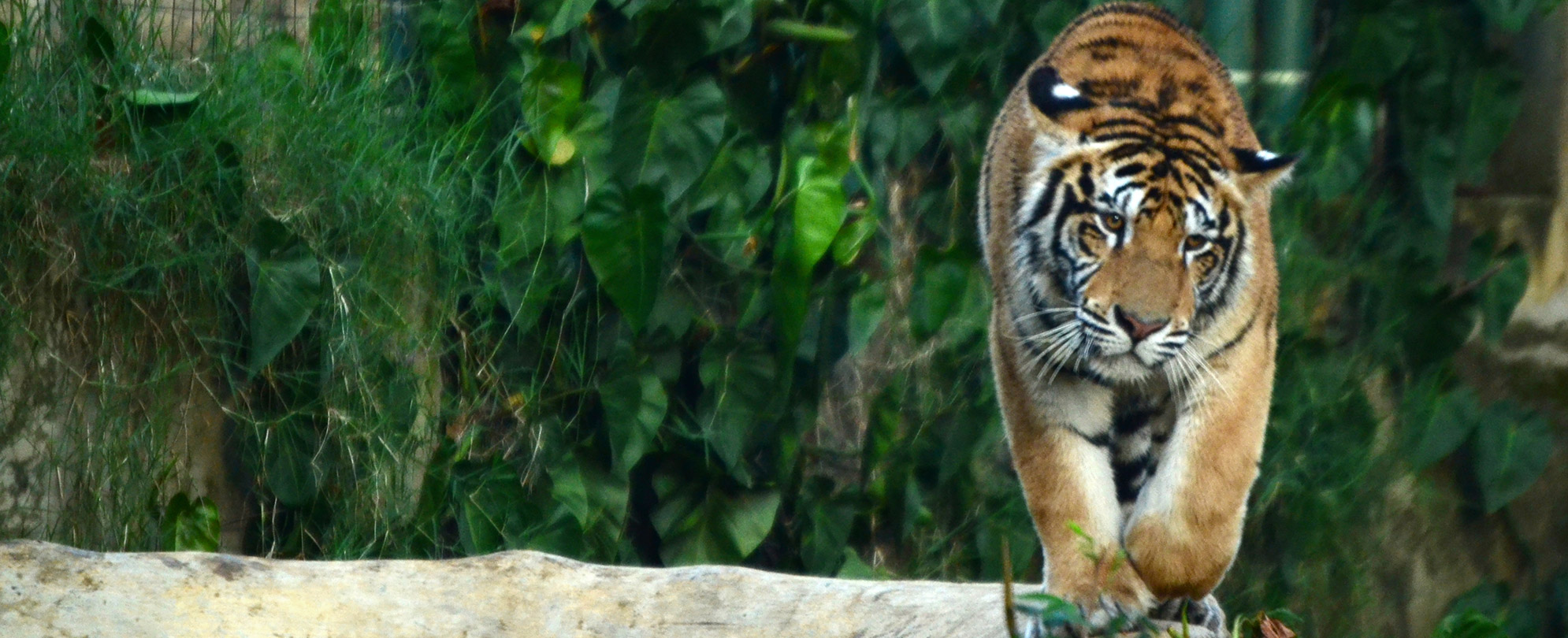 A Bengal tiger walking in its exhibit at the San Diego Zoo.