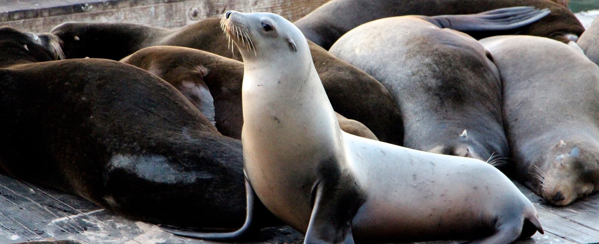 California sea lions resting on a platform in Fisherman's Wharf in San Francisco, California.