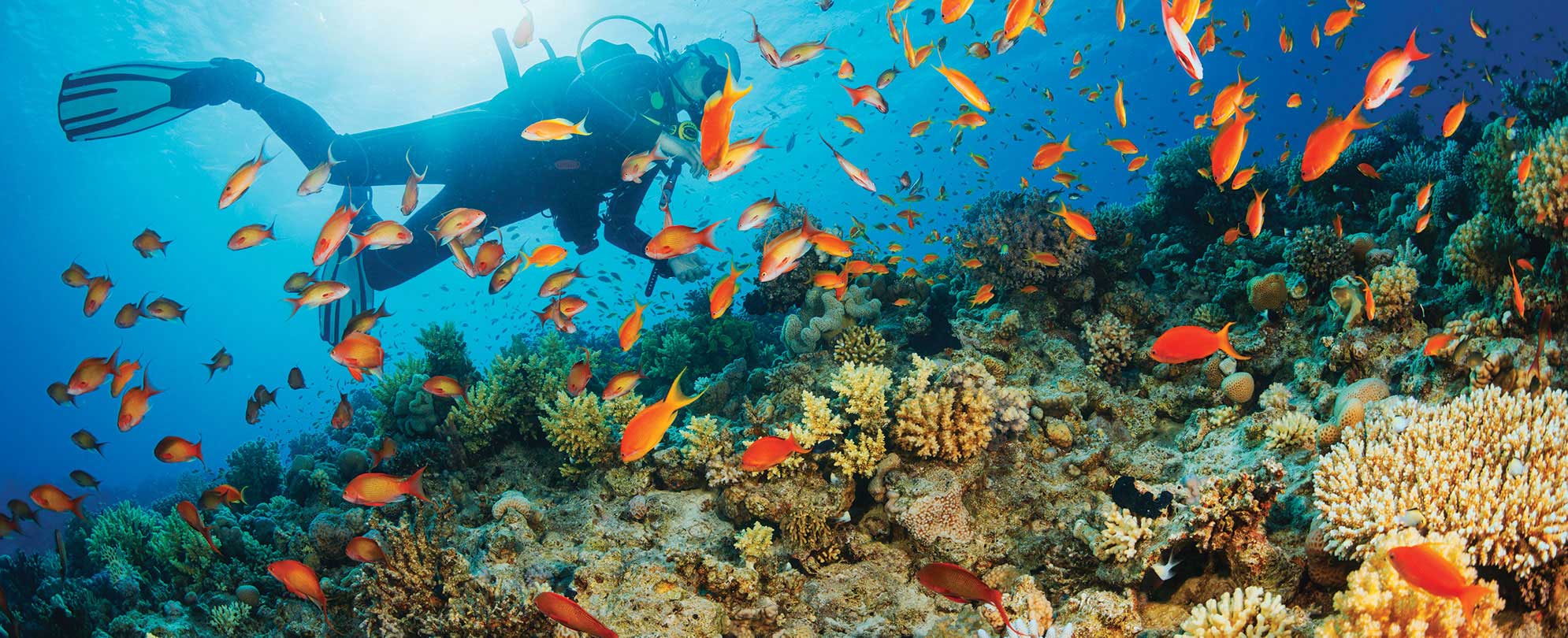 A snorkeler underwater, surrounded by colorful fish and coral reefs.